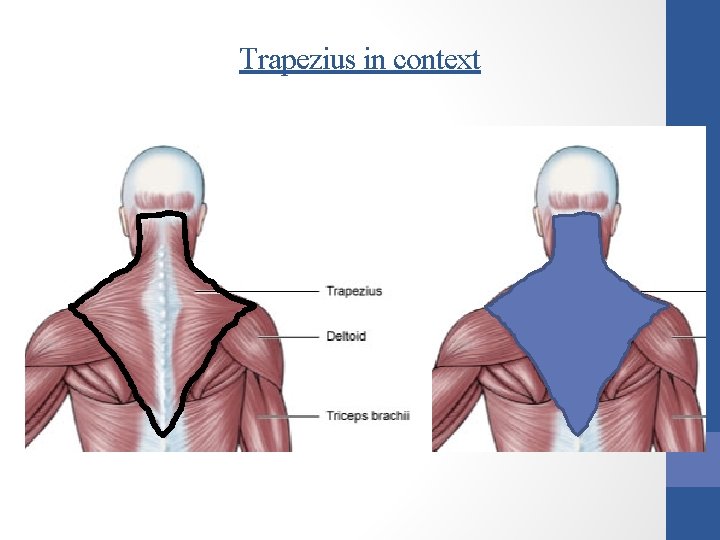 Trapezius in context 