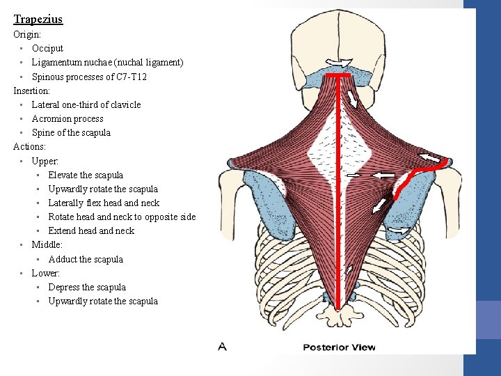 Trapezius Origin: • Occiput • Ligamentum nuchae (nuchal ligament) • Spinous processes of C