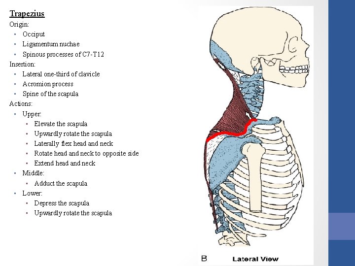 Trapezius Origin: • Occiput • Ligamentum nuchae • Spinous processes of C 7 -T