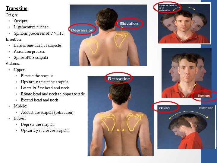 Trapezius Origin: • Occiput • Ligamentum nuchae • Spinous processes of C 7 -T