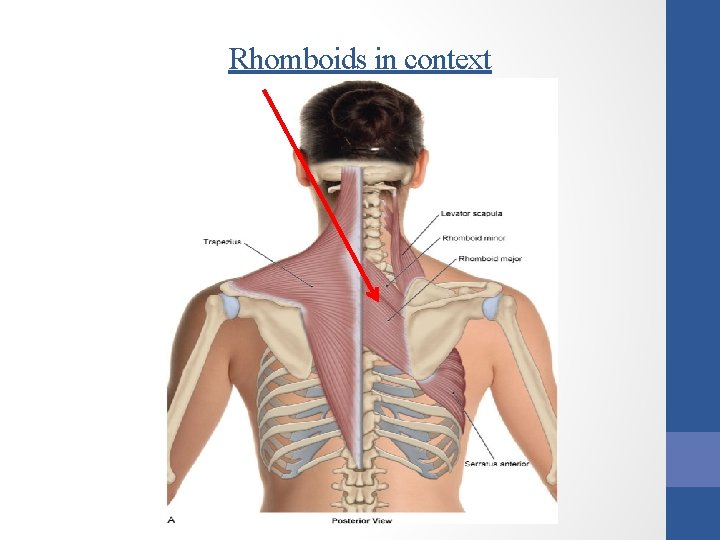 Rhomboids in context 