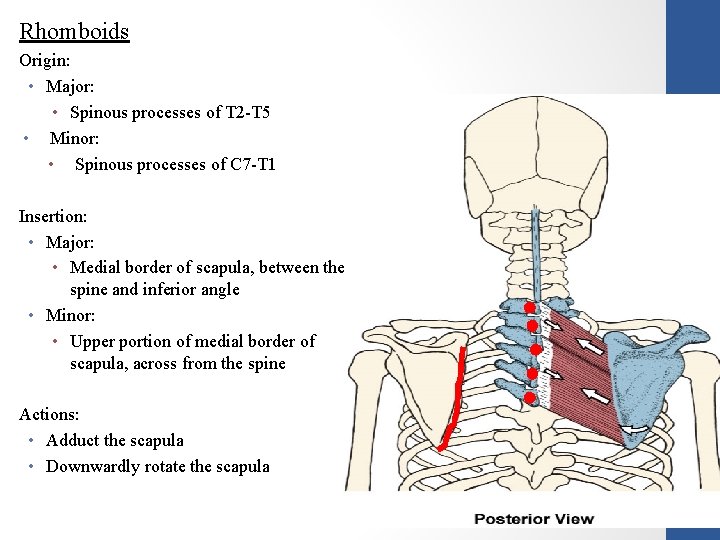 Rhomboids Origin: • Major: • Spinous processes of T 2 -T 5 • Minor: