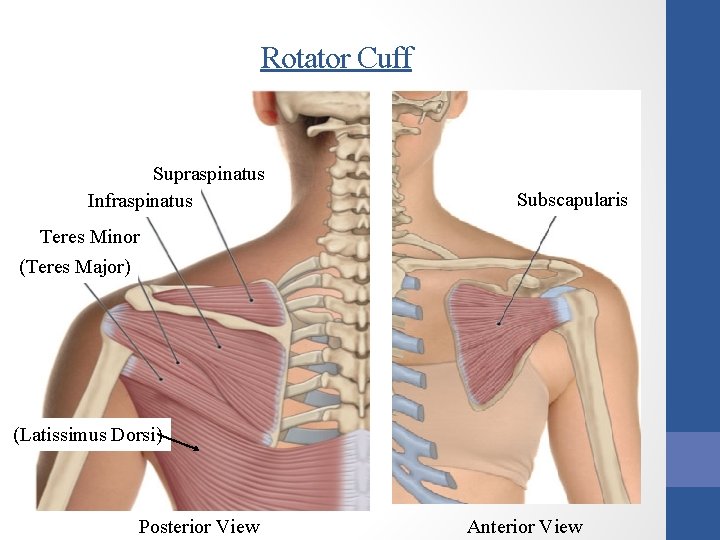 Rotator Cuff Supraspinatus Infraspinatus Subscapularis Teres Minor (Teres Major) (Latissimus Dorsi) Posterior View Anterior