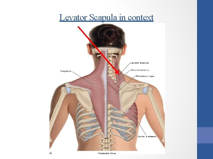 Levator Scapula in context 