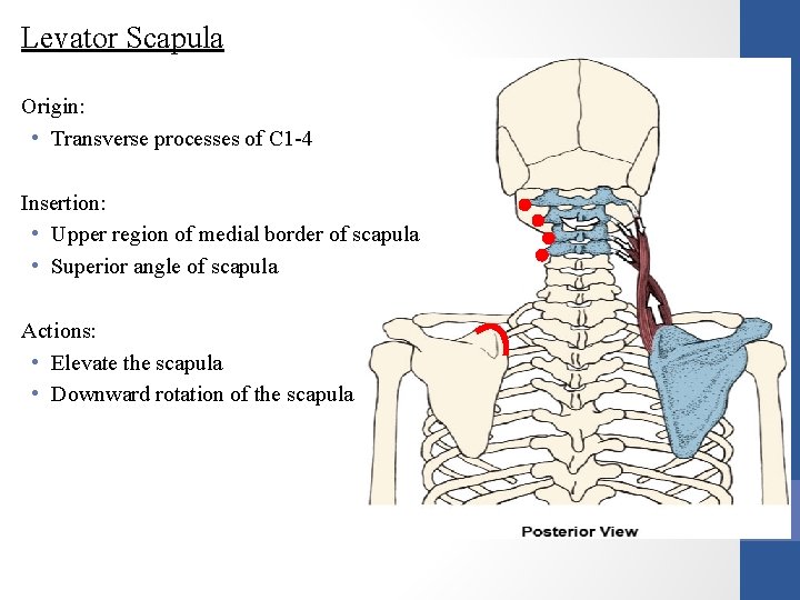 Levator Scapula Origin: • Transverse processes of C 1 -4 Insertion: • Upper region