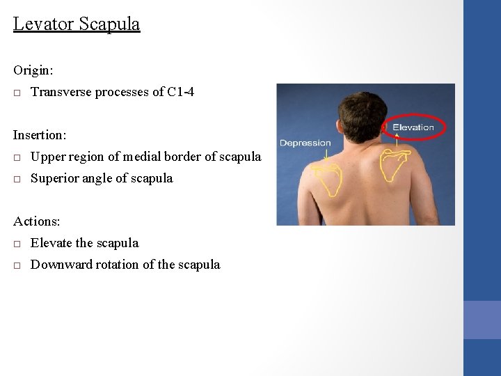 Levator Scapula Origin: Transverse processes of C 1 -4 Insertion: Upper region of medial