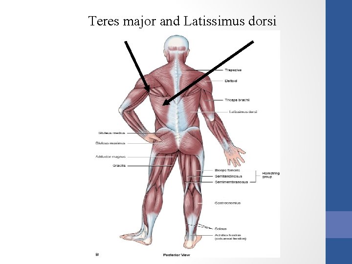 Teres major and Latissimus dorsi 