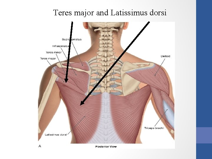 Teres major and Latissimus dorsi 