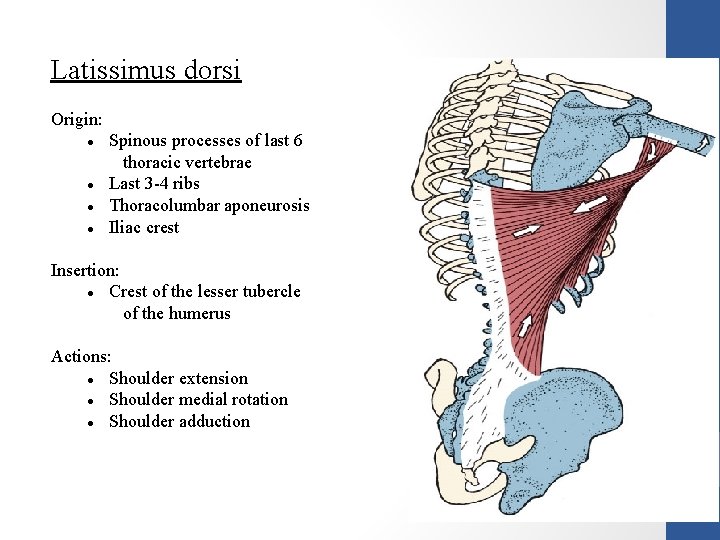 Latissimus dorsi Origin: Spinous processes of last 6 thoracic vertebrae Last 3 -4 ribs