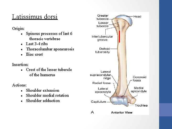 Latissimus dorsi Origin: Spinous processes of last 6 thoracic vertebrae Last 3 -4 ribs