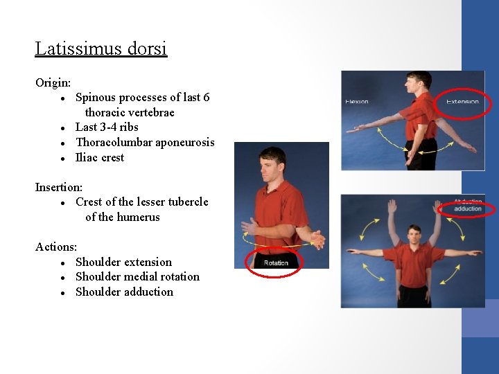 Latissimus dorsi Origin: Spinous processes of last 6 thoracic vertebrae Last 3 -4 ribs