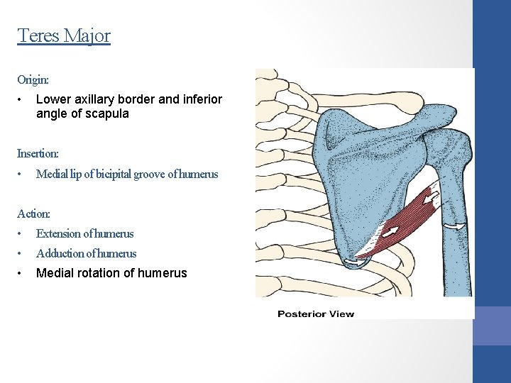 Teres Major Origin: • Lower axillary border and inferior angle of scapula Insertion: •