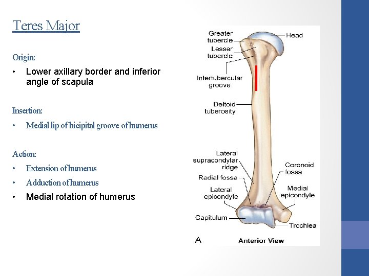 Teres Major Origin: • Lower axillary border and inferior angle of scapula Insertion: •