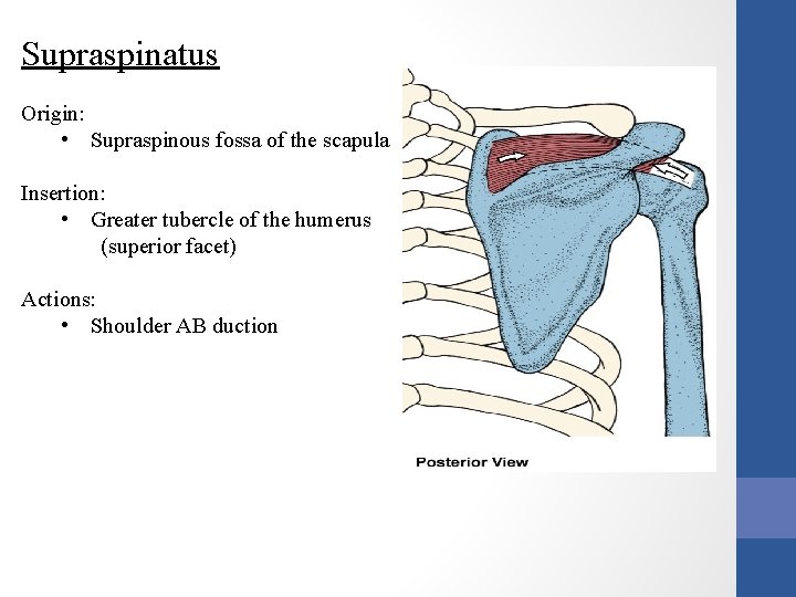 Supraspinatus Origin: • Supraspinous fossa of the scapula Insertion: • Greater tubercle of the