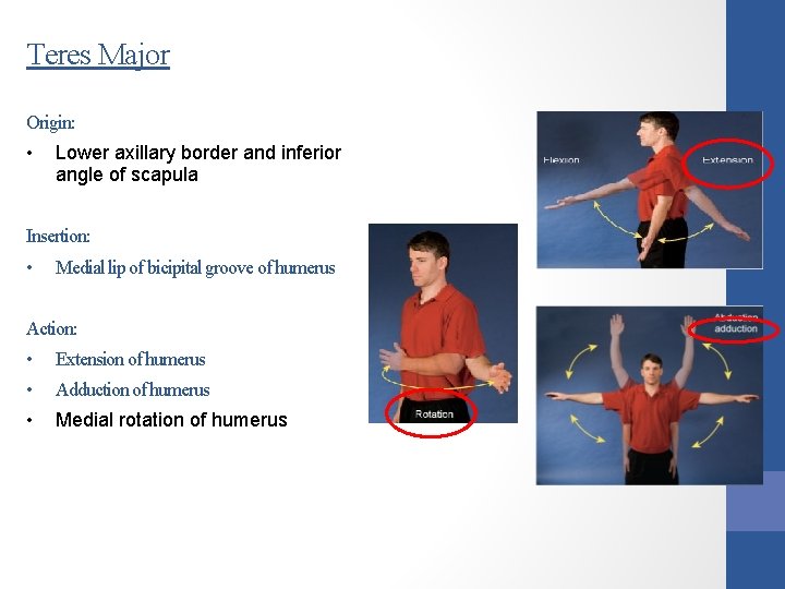 Teres Major Origin: • Lower axillary border and inferior angle of scapula Insertion: •