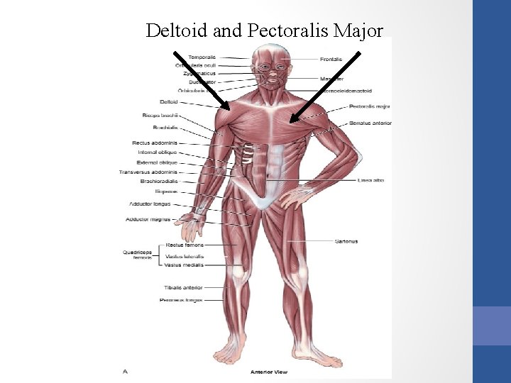 Deltoid and Pectoralis Major 