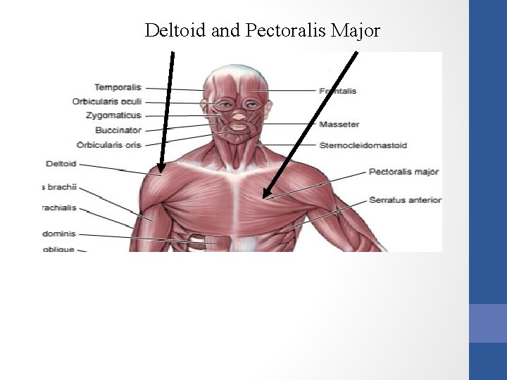 Deltoid and Pectoralis Major 