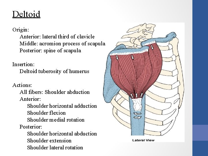 Deltoid Origin: Anterior: lateral third of clavicle Middle: acromion process of scapula Posterior: spine