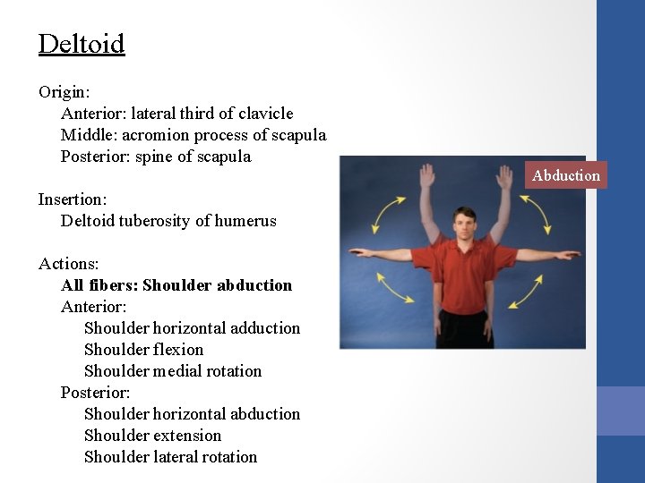 Deltoid Origin: Anterior: lateral third of clavicle Middle: acromion process of scapula Posterior: spine