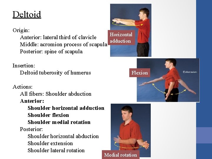 Deltoid Origin: Horizontal Anterior: lateral third of clavicle adduction Middle: acromion process of scapula