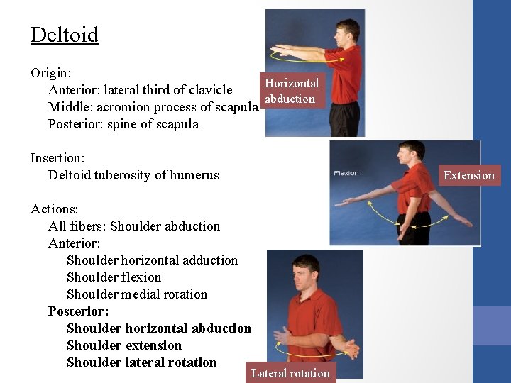 Deltoid Origin: Horizontal Anterior: lateral third of clavicle abduction Middle: acromion process of scapula