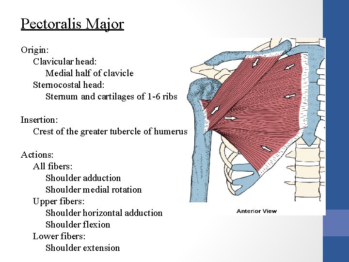 Pectoralis Major Origin: Clavicular head: Medial half of clavicle Sternocostal head: Sternum and cartilages