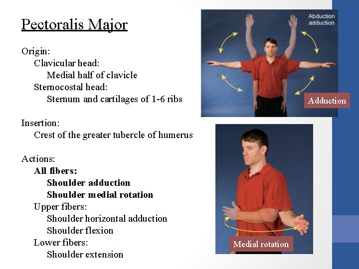 Pectoralis Major Origin: Clavicular head: Medial half of clavicle Sternocostal head: Sternum and cartilages