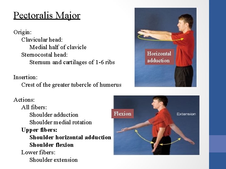 Pectoralis Major Origin: Clavicular head: Medial half of clavicle Sternocostal head: Sternum and cartilages