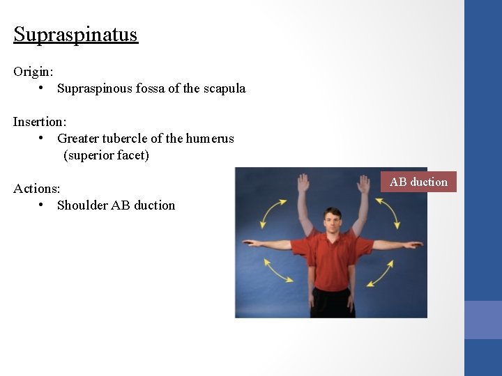 Supraspinatus Origin: • Supraspinous fossa of the scapula Insertion: • Greater tubercle of the