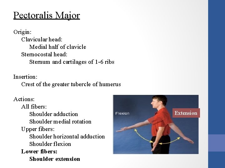 Pectoralis Major Origin: Clavicular head: Medial half of clavicle Sternocostal head: Sternum and cartilages