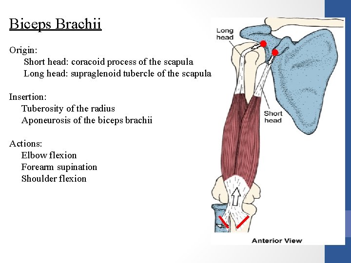 Biceps Brachii Origin: Short head: coracoid process of the scapula Long head: supraglenoid tubercle