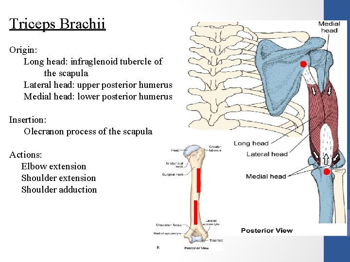 Triceps Brachii Origin: Long head: infraglenoid tubercle of the scapula Lateral head: upper posterior