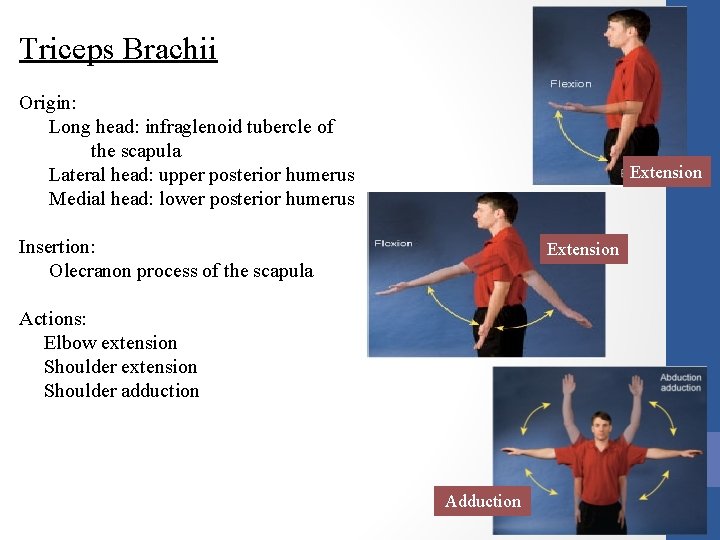 Triceps Brachii Origin: Long head: infraglenoid tubercle of the scapula Lateral head: upper posterior