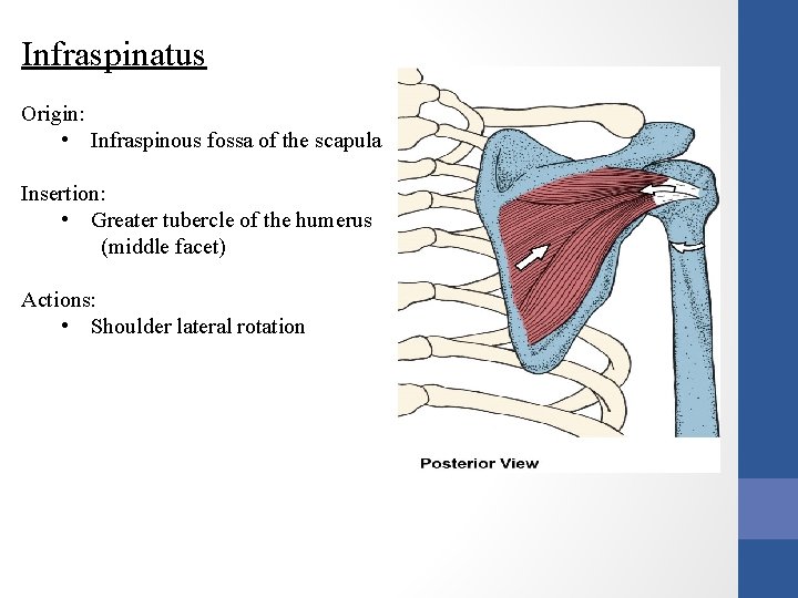 Infraspinatus Origin: • Infraspinous fossa of the scapula Insertion: • Greater tubercle of the