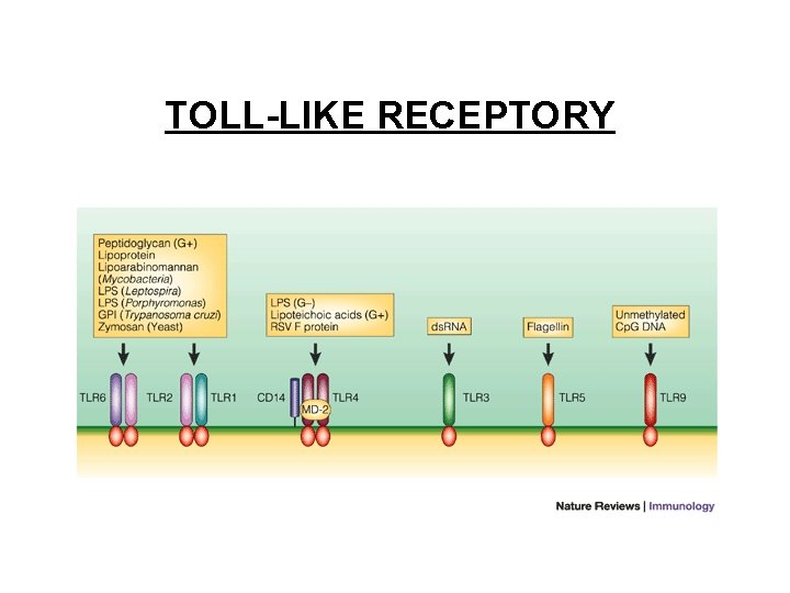 TOLL-LIKE RECEPTORY 