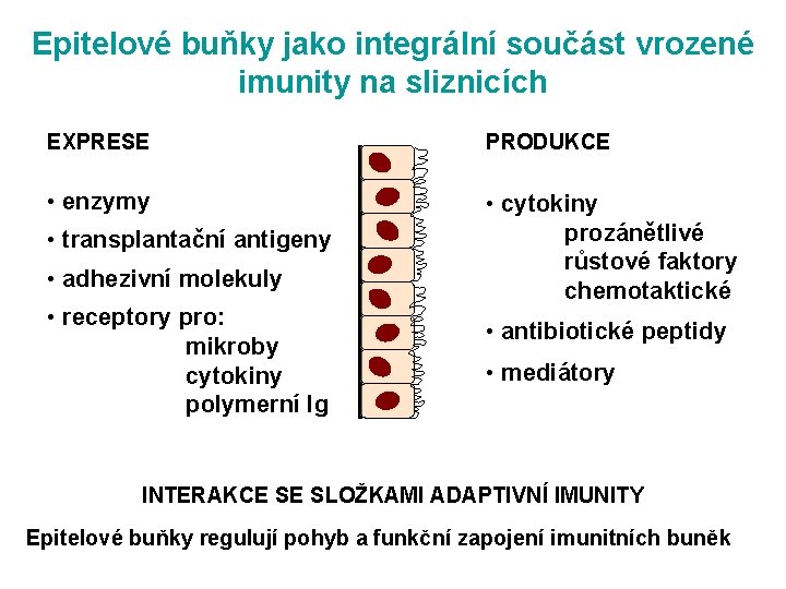 Epitelové buňky jako integrální součást vrozené imunity na sliznicích EXPRESE PRODUKCE • enzymy •