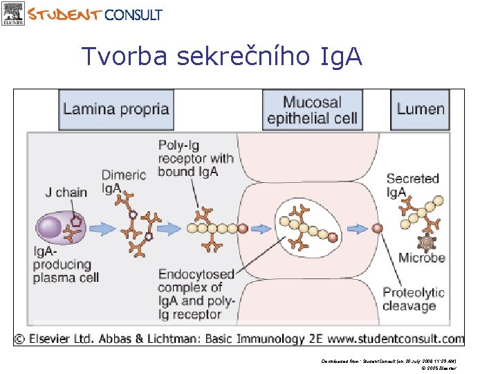 Tvorba sekrečního Ig. A Downloaded from: Student. Consult (on 20 July 2006 11: 29