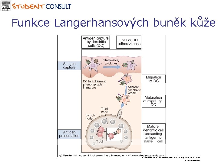 Funkce Langerhansových buněk kůže Downloaded from: Student. Consult (on 18 July 2006 08: 13