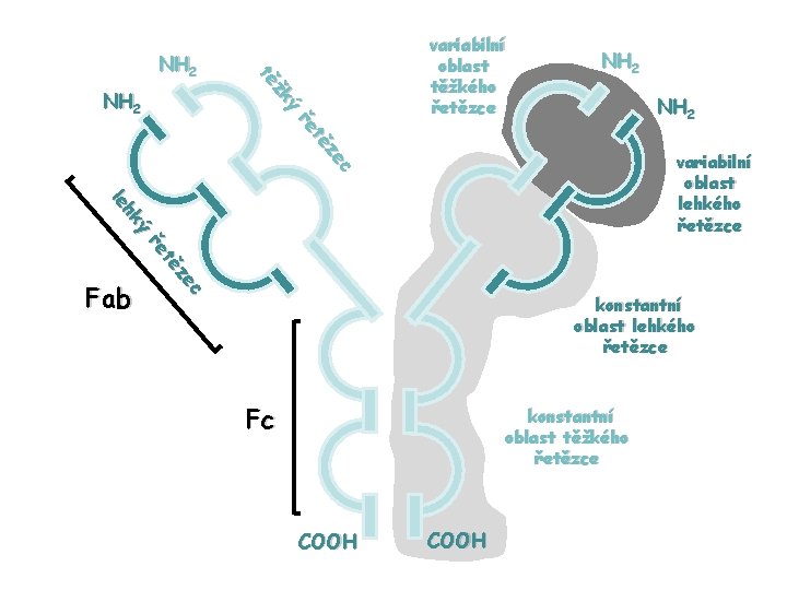 NH 2 ý žk tě NH 2 c ze tě ře variabilní oblast těžkého