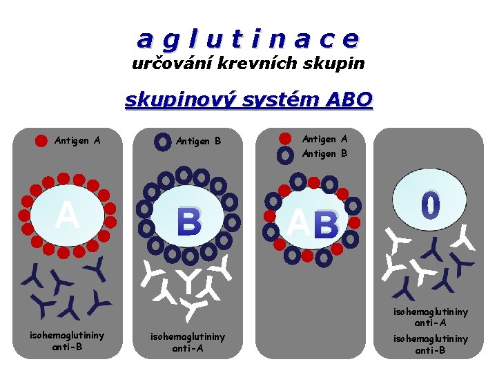 aglutinace určování krevních skupinový systém ABO Antigen A A isohemaglutininy anti-B Antigen B B