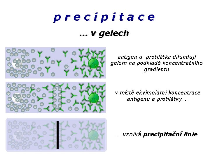 precipitace … v gelech antigen a protilátka difundují gelem na podkladě koncentračního gradientu v