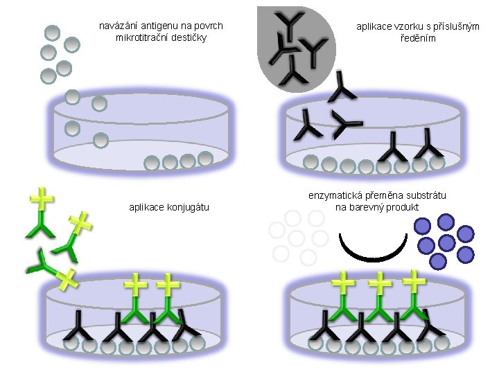 navázání antigenu na povrch mikrotitrační destičky aplikace konjugátu aplikace vzorku s příslušným ředěním enzymatická