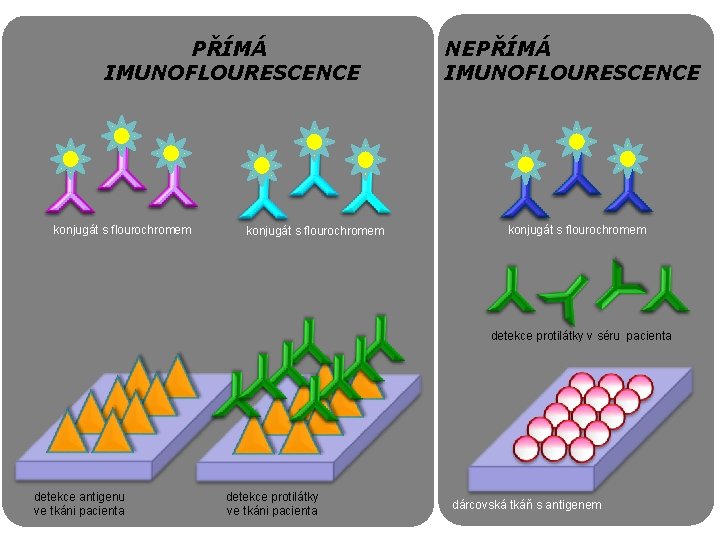 PŘÍMÁ IMUNOFLOURESCENCE konjugát s flourochromem NEPŘÍMÁ IMUNOFLOURESCENCE konjugát s flourochromem detekce protilátky v séru