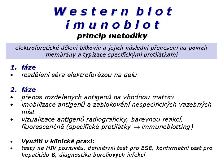 Western blot imunoblot princip metodiky elektroforetické dělení bílkovin a jejich následní přenesení na povrch