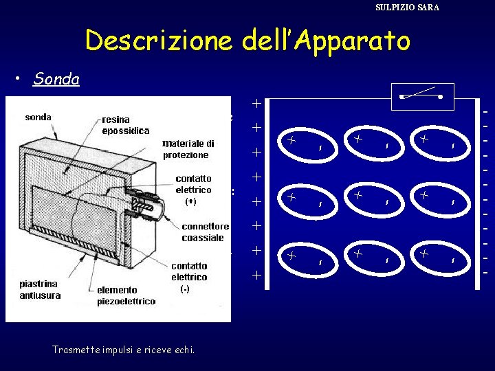 SULPIZIO SARA Descrizione dell’Apparato Ø Polimeri (PVDF). Trasmette impulsi e riceve echi. + -