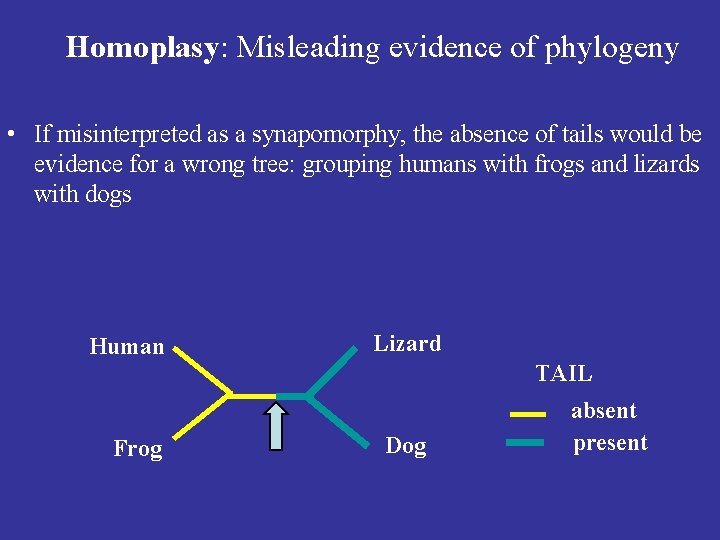 Homoplasy: Misleading evidence of phylogeny • If misinterpreted as a synapomorphy, the absence of