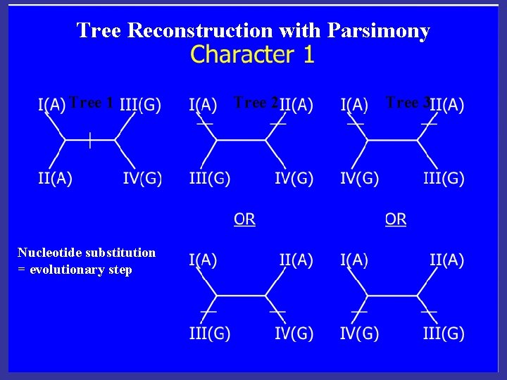 Tree Reconstruction with Parsimony Tree 1 Nucleotide substitution = evolutionary step Tree 2 Tree