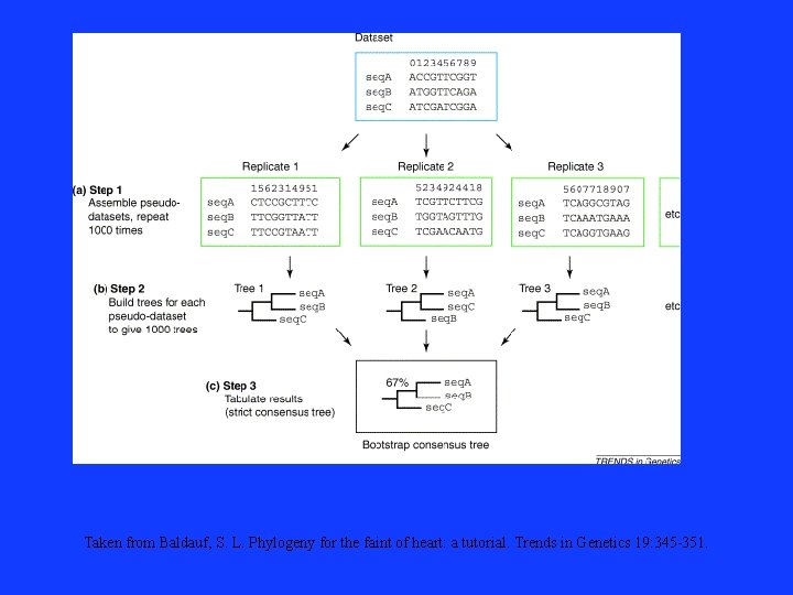 Taken from Baldauf, S. L. Phylogeny for the faint of heart: a tutorial. Trends