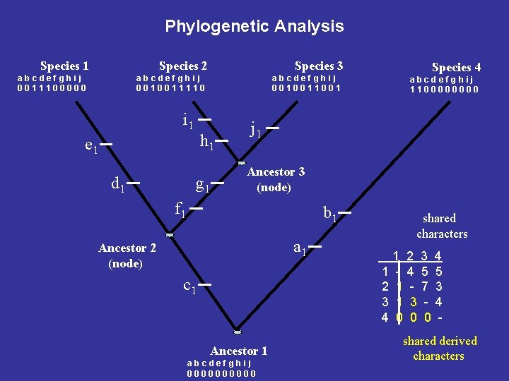 Phylogenetic Analysis Species 1 Species 2 abcdefghij 0011100000 Species 3 abcdefghij 0010011110 i 1