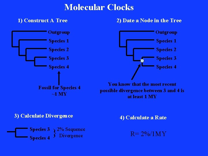 Molecular Clocks 1) Construct A Tree 2) Date a Node in the Tree Outgroup
